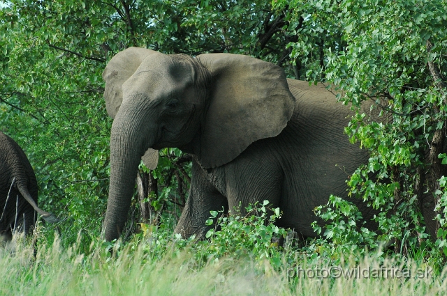 puku rsa 156.jpg - Tuskless female of the Kruger Elephant